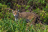 Brasilien. Ein Jaguar (Panthera onca), ein Spitzenprädator, geht im Pantanal, dem größten tropischen Feuchtgebiet der Welt, UNESCO-Weltkulturerbe, am Ufer eines Flusses entlang.