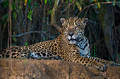 Brasilien. Ein Jaguar (Panthera onca), ein Spitzenprädator, ruht am Ufer eines Flusses im Pantanal, dem größten tropischen Feuchtgebiet der Welt, UNESCO-Weltkulturerbe.
