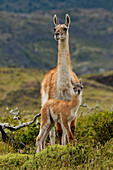 Guanaco and baby (Lama guanaco), Andes Mountain, Torres del Paine National Park, Chile. Patagonia