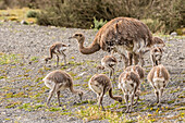 Chile, Patagonia. Male rhea and chicks