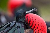 Ecuador, Galapagosinseln, Genovesa, Darwin Bay Beach, großer Fregattvogel (Fregata minor ridgwayi). Großer Fregattvogel mit aufgeblasenem Beutel.