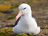 Black-browed Albatross (Thalassarche melanophrys) or Mollymawk. Falkland Islands