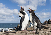 Rockhopper Penguin (Eudyptes chrysocome). Greeting and bonding behavior. Falkland Islands