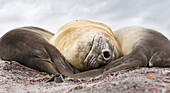 Male Southern elephant seal (Mirounga leonina), after breeding period on the Falkland Islands.