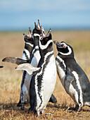 Magellan-Pinguin soziale Interaktion und Verhalten in einer Gruppe, Falklandinseln.
