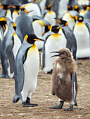 Königspinguin füttert ein Küken im braunen Gefieder, Falklandinseln.