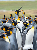 Erwachsener Königspinguin, der durch Rookery läuft, während er von Nachbarn, Falklandinseln, gepickt wird.