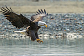 USA, Alaska, Chilkat Bald Eagle Preserve, Weißkopfseeadler Erwachsener, Landingont