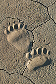 Footprints of adult coastal grizzly bear (Ursus Arctos). Lake Clark National Park, Alaska.
