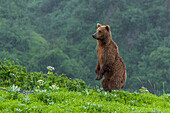 USA, Alaska, Katmai-Nationalpark, Hallo Bay. Küstenbraunbär, Grizzly, Ursus Arctos. Grizzlybär steht aufrecht im Regen.