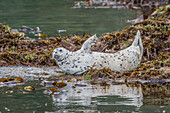USA, Alaska, Katmai National Park. Harbor Seal, Phoca Vitulina, resting on seaweed covered rocks in Kinak Bay.