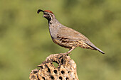 USA, Arizona, Santa Cruz County. Male Gambel's quail on cactus skeleton
