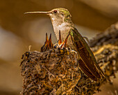 USA, Arizona, Tucson, Kolibri-Nest