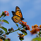 USA, California. Monarch butterfly on lantana flower