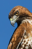 USA, California. Red-shouldered hawk portrait