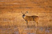 White-tailed Deer (Odocoileus virginianus) buck standing in prairie grass
