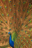 USA, Florida, St. Augustine, Male peacock strutting in breeding plumage.