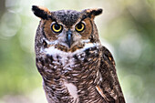 Close up Portrait von Great Horned Owl betrachten Sie ()
