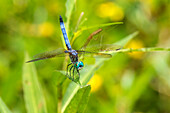 Blue Dasher (Pachydiplax longipennis) male obelisking (prevent overheating) in wetland Marion County, Illinois