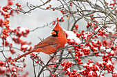 Nördlicher Kardinal (Cardinalis Cardinalis) Männchen im Winterbeerstrauch (Ilex verticillata) im Winter.
