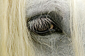 Close-up details of Gypsy Vanner horse eyeball, Crestwood, Kentucky