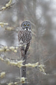 USA, Minnesota, Sax-Zim Bog. Great gray owl on tree branch on foggy winter morning