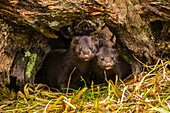 USA, Minnesota, mink in log, captive