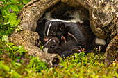 USA, Minnesota, striped skunk, mother and kit in log, captive