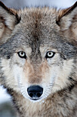 USA, Minnesota, Sandstein, Augen des Wolfs