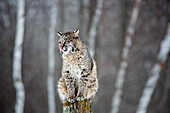 USA, Minnesota, Sandstone. Bobcat perched on a tree stump