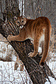 USA, Minnesota, Sandstone. Cougar climbing tree.