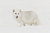 Captive Polarfuchs im Schnee, Montana, Vulpes lagopus, True Fox, beheimatet in arktischen Regionen der nördlichen Hemisphäre.