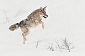 Coyote jumping in snow, (Captive) Montana, Canis latrans, Canid