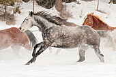 Horse roundup in winter, Kalispell, Montana, Equus ferus caballus
