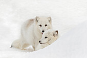 Captive Arctic Fox in snow, Montana, Vulpes Fox, native to Arctic regions of northern hemisphere.