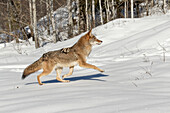 Gefangener Kojote, der auf Schnee läuft, Montana