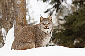 Kanada-Luchs im Winter, Lynx Canadensis, kontrollierte Situation