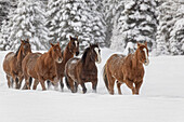 Pferde, die während der Zusammenfassung, Kalispell, Montana, durch Neuschnee laufen