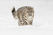 Snow leopard, Panthera uncia controlled situation, Montana