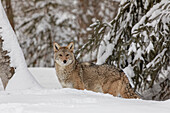 Coyote in deep winter snow, Canis latrans, controlled situation, Montana