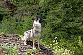 USA, Montana. Coyote howling in controlled environment