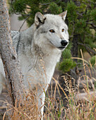 Gray Wolf, Canis lupus, West Yellowstone, Montana