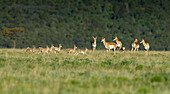 A band of Pronghorn antelope does with newborn fawns, Antilocapra americana, grasslands, New Mexico, wild