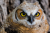 Fledgling great horned owl portrait in Cottonwood, South Dakota, USA