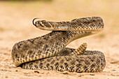 USA, Texas, Hidalgo County. Western diamondback rattlesnake coiled to strike