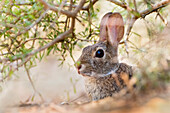 Eastern Cottontail Rabbit (Sylvilagus Floridanus) ruht im Schatten
