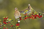 White-winged Dove (Zenaida asiatica), adults eating Firethorn (Pyracantha Coccinea) berries, Hill Country, Texas, USA