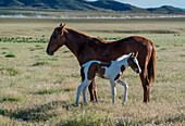 Wild horses, mother and yearling foal graze along Pony Express Byway near Salt Lake City and Dugway, Utah, USA.
