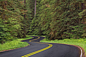 Kurvenreiche Straße durch üppigen Wald, Olympic National Park, Washington State