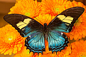 Schmetterlingsweibchen (Papilio androgeos) aus Peru auf orangefarbenen Gerbergänseblümchen